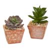Mixed Succulent Plant in Terra Cotta Planter (Set of 2)