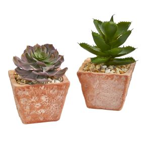 Mixed Succulent Plant in Terra Cotta Planter (Set of 2)