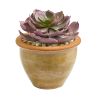 Succulent Artificial Plant in Ceramic Vase (Set of 2)