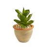 Succulent Artificial Plant in Ceramic Vase (Set of 2)