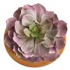 Succulent Artificial Plant in Ceramic Vase (Set of 2)
