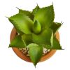 Succulent Artificial Plant in Ceramic Vase (Set of 2)