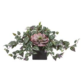 Echeveria and Wandering Jew Plant in Black Vase