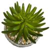 Succulent Artificial Plant in Planter