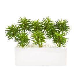 Spiky Succulent Garden Plant in White Ceramic Vase