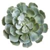 Giant Echeveria Succulent Plant in Terra Cotta Planter