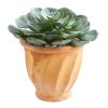 Giant Echeveria Succulent Plant in Terra Cotta Planter
