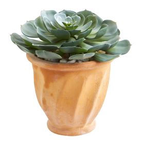 Giant Echeveria Succulent Plant in Terra Cotta Planter