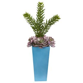 Echeveria and Spiky Succulent Plant in Blue Planter