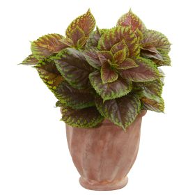 Coleus Plant in Terra Cotta Planter (Real Touch)