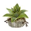 Dusty Succulent Artificial Plant in Vase (Set of 2)