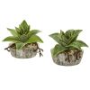 Dusty Succulent Artificial Plant in Vase (Set of 2)