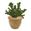 Cactus Succulent Artificial Plant in Vase (Set of 2)