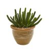 Cactus Succulent Artificial Plant in Vase (Set of 2)