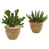 Cactus Succulent Artificial Plant in Vase (Set of 2)