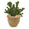 Aloe and Cactus Artificial Plant (Set of 2)