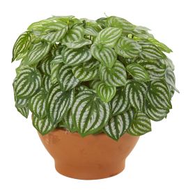 Watermelon Peperomia Plant in Clay Planter (Real Touch)