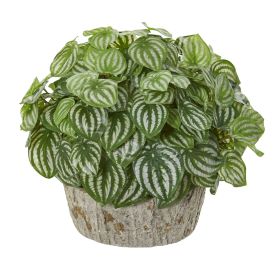 Peperomia Plant in Weathe Red Vase (Real Touch)