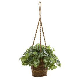 Watermelon Peperomia Plant Hanging Basket (Real Touch)