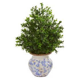 Boxwood Plant in Decorative Vase (Indoor/Outdoor)