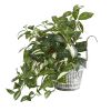 Florida Beauty Plant in Vintage Metal Hanging Planter