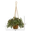 Mini Melon Plant in Hanging Basket UV Rest (Indr/Outdr)