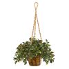Mini Melon Plant in Hanging Basket UV Rest (Indr/Outdr)