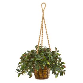 Mini Melon Plant in Hanging Basket UV Rest (Indr/Outdr)