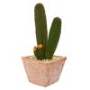 Cactus Succulent Artificial Plant in Terra Cotta Planter