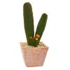 Cactus Succulent Artificial Plant in Terra Cotta Planter