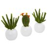 Cactus Succulent Artificial Plant in Planter (Set of 3)