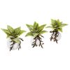 Dusty Succulent Artificial Plant in White Vase (Set of 3)