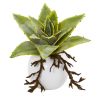 Dusty Succulent Artificial Plant in White Vase (Set of 3)