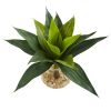 Agave Succulent Artificial Plant in Glass Vase