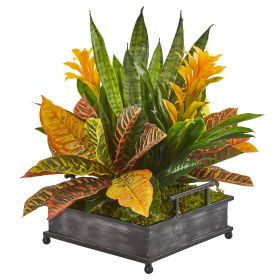 Bromeliad Croton and Sansevieria Plant in Tray