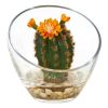 Mixed Succulent Artificial Plant in Glass Vase (Set of 3)
