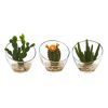 Mixed Succulent Artificial Plant in Glass Vase (Set of 3)