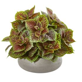 Coleus Plant in Decorative Planter (Real Touch)