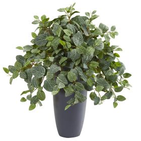 Fittonia Artificial Plant in Gray Planter (Real Touch)