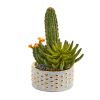 Mixed Succulent and Cactus Plant in Decorative Planter
