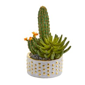Mixed Succulent and Cactus Plant in Decorative Planter