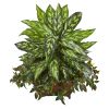 Silver King and Mini Melon Artificial Plant in Planter