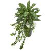 Silver King Ivy and Daisy Plant in Decorative Planter