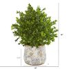 Sweet Grass Plant in Floral Vase (Indoor/Outdoor)