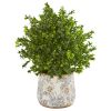 Sweet Grass Plant in Floral Vase (Indoor/Outdoor)