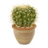 Cactus Artificial Plant in Decorative Ceramic Planter