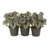 Begonia Artificial Plant in Triple Potted Metal Planter