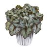Begonia Plant in White and Silver Vase (Set of 2)