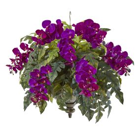 Orchid and Holly Fern Plant in Hanging Bowl