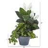 Spathifyllum and Nepthytis Plant in Gray Planter